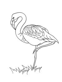 Flamingo na grama