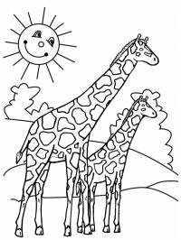 2 Girafas