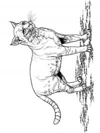 Gatinho