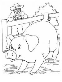 Porco na fazenda