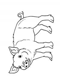 Porco