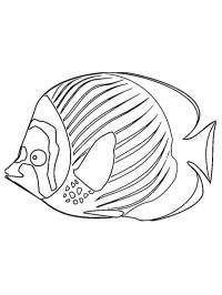 Peixe