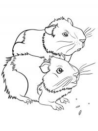 2 porquinhos-da-índia