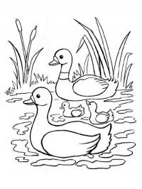 2 Cisnes
