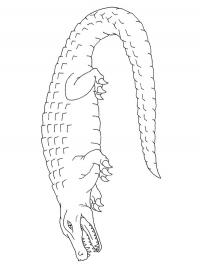Crocodilo