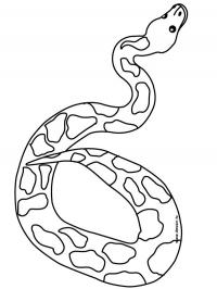 Cobra