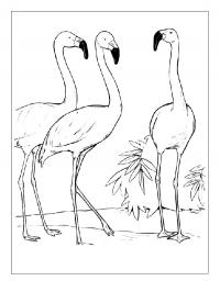 Três flamingos