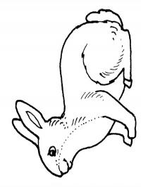 Coelho