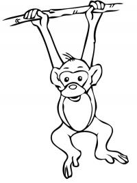 Macaco pendurado em um galho