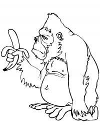 Macaco com banana