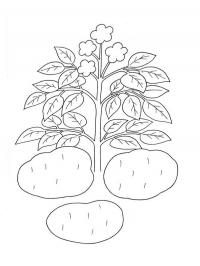 Planta de batata