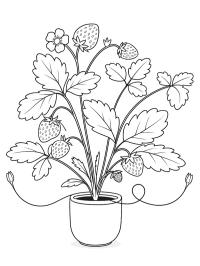 Planta de morango