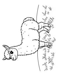Alpaca na grama