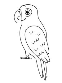 Papagaio-do-amazonas