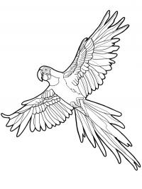 Arara