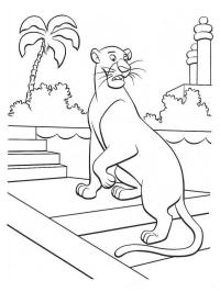 Bagheera olha por cima do ombro