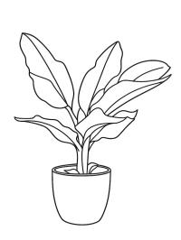 Bananeira