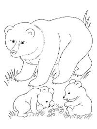 Urso com filhotes