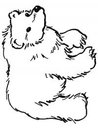 Urso marrom