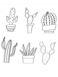 Cactos