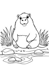 Capivara perto da água