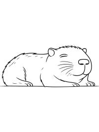Capivara dormindo