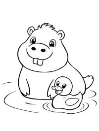 Capivara nada com pato