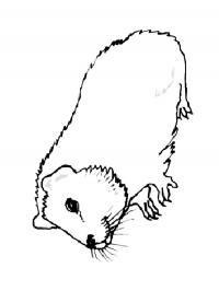 Porquinho-da-índia