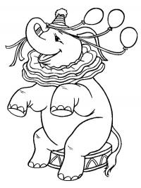 Elefante no circo