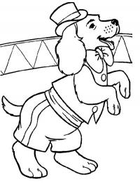 Cachorro de circo
