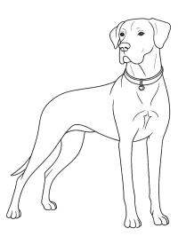 Dogue Alemão