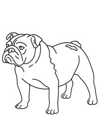 Bulldog Inglês