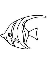 Acará-bandeira (ou Peixe-anjo)