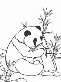 Panda comendo