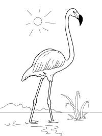 Flamingo na água