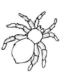 Aranha perigosa