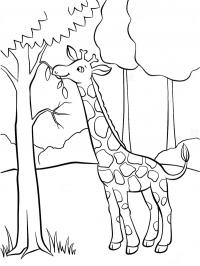 Girafa comendo na árvore