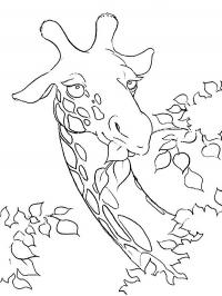 Girafa comendo