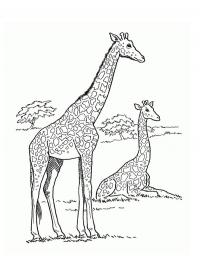 girafa