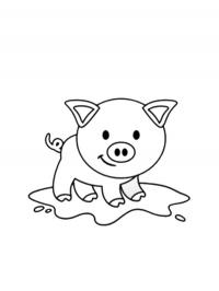 Porco engraçado