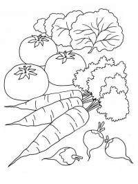 Vegetais da horta