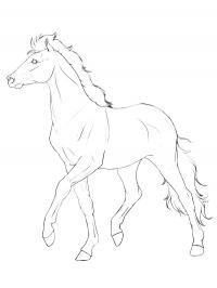 Cavalo Haflinger