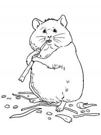 Hamster comendo