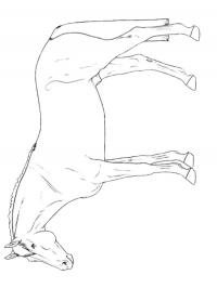 Cavalo hanoveriano