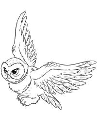 Edwiges a coruja (Harry Potter)