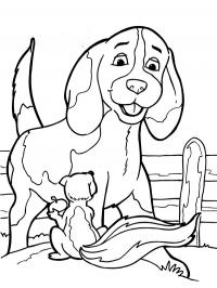 Cão e esquilo