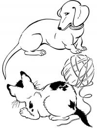 Cachorro e gato