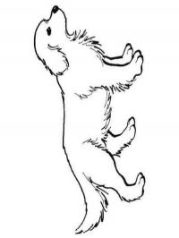 Cachorro