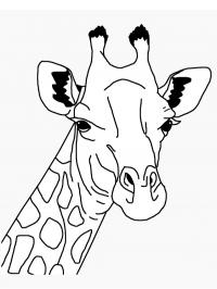 Cabeça de girafa