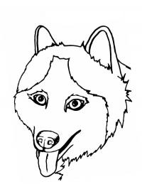 Cabeça de husky